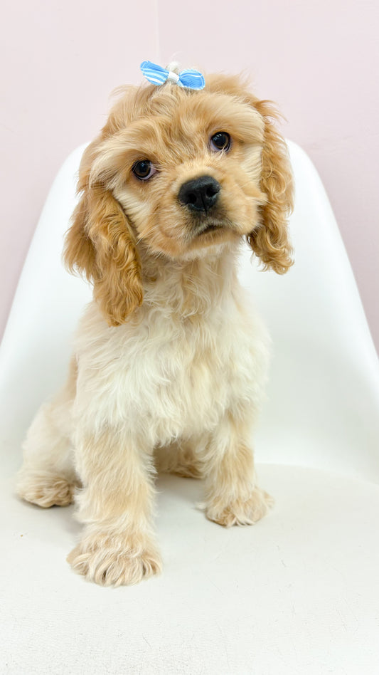 Peaches- Female Cocker Spaniel