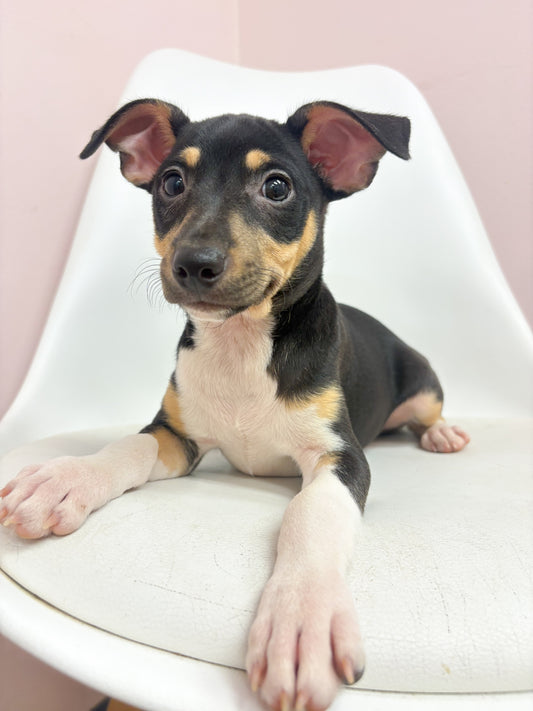 Rip- Male Rat Terrier