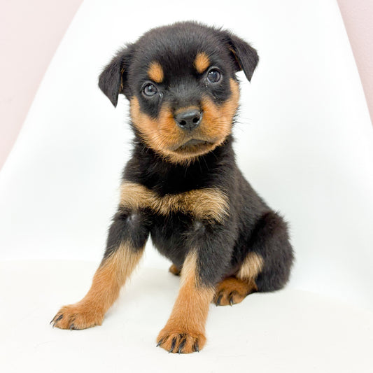Hemi-Male Rottweiler