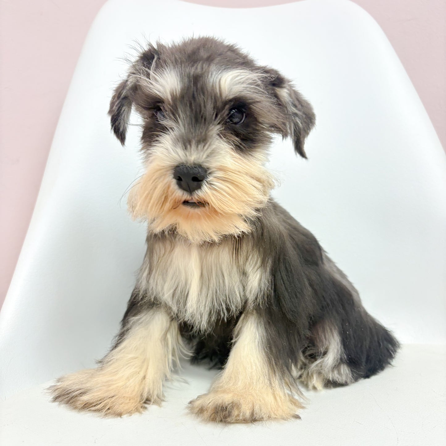 Winston-Male Mini Schnauzer