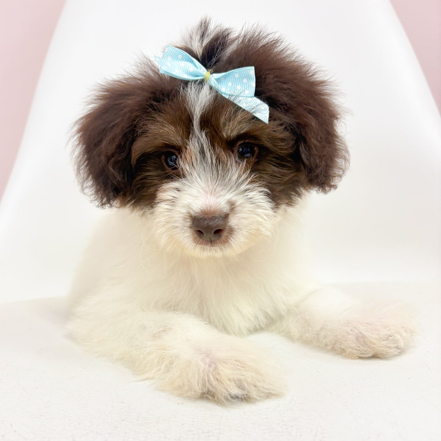 Millie- Female Toy Aussiepoo
