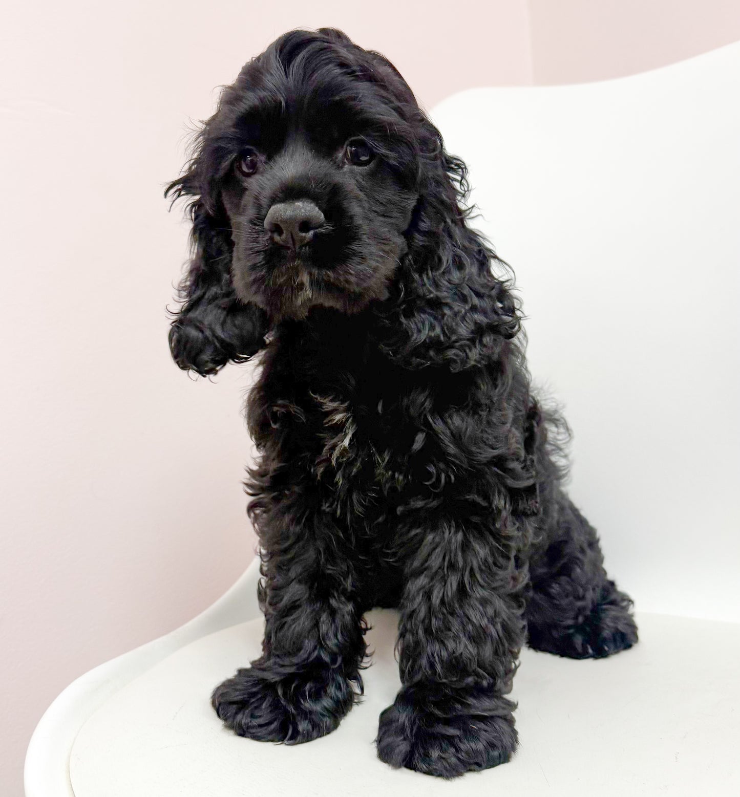 Jagger- Male Cocker Spaniel