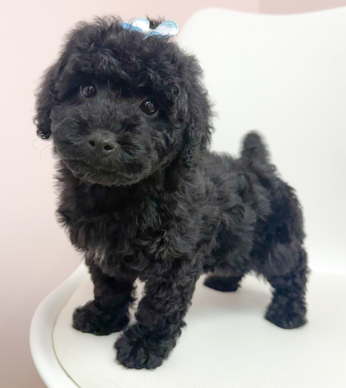 Piper-Female Mini Poodle
