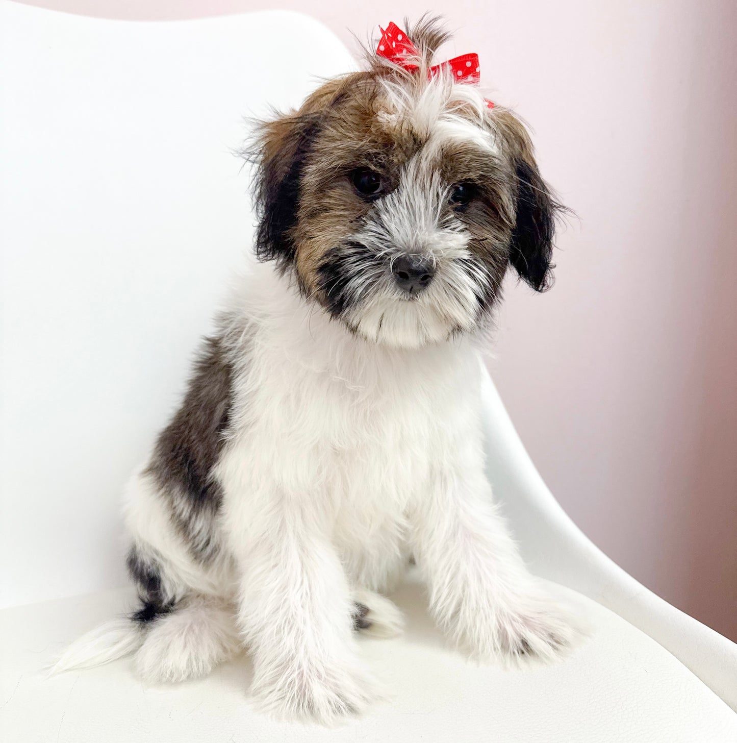 Coco- Female Havanese