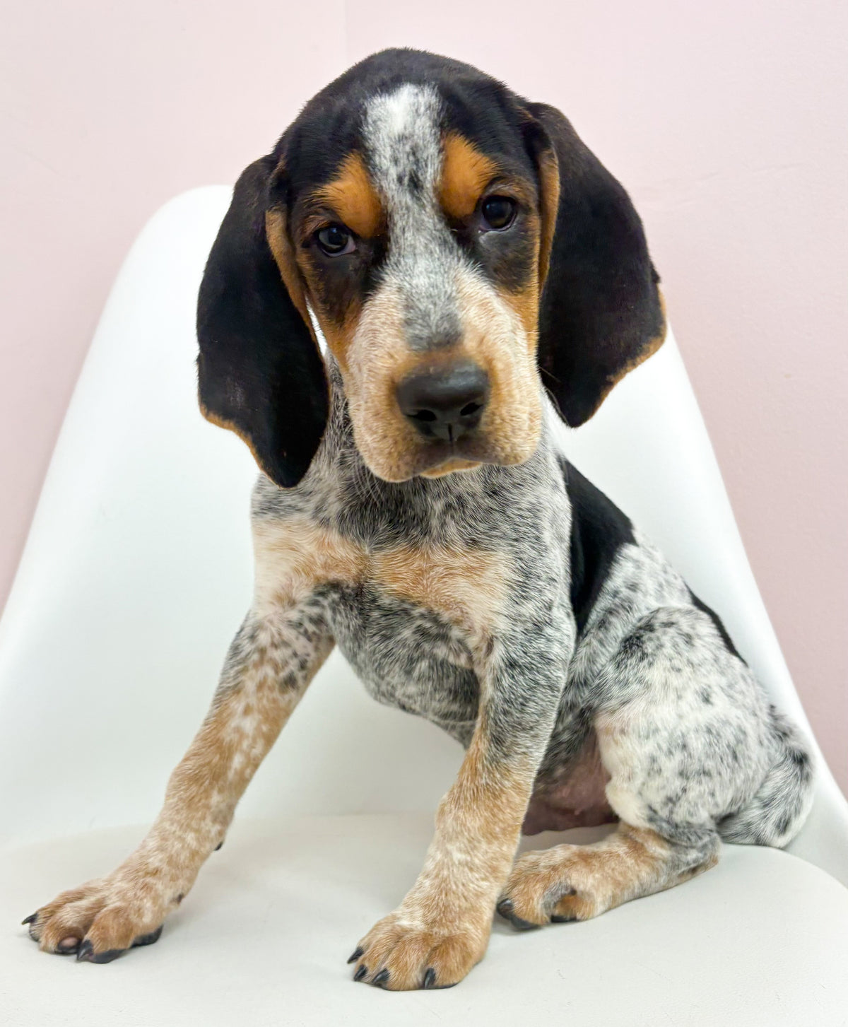 Copper- Male English Coon Hound