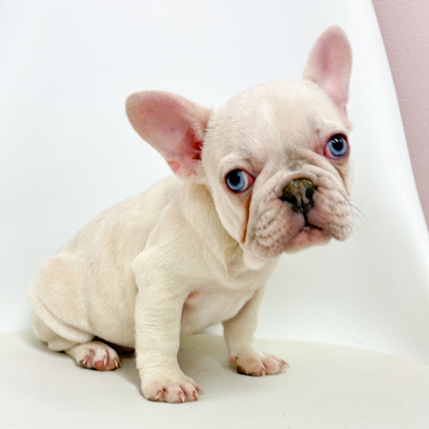 Dora-Female French Bulldog