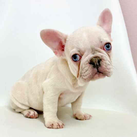 Dora-Female French Bulldog