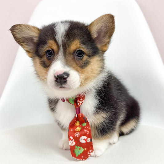Smokey- Male Pembroke Welsh Corgi