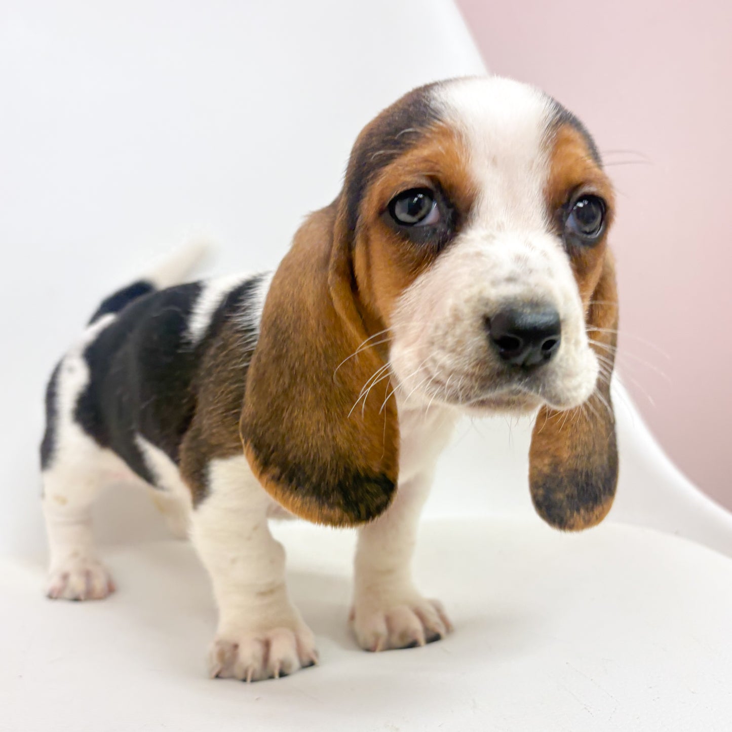 Bertha-Female Basset Hound