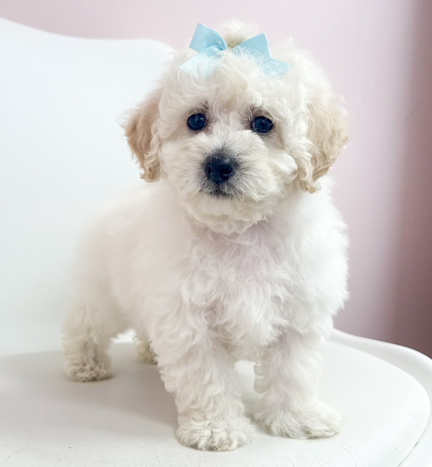 Muffin-Female Maltipoochon