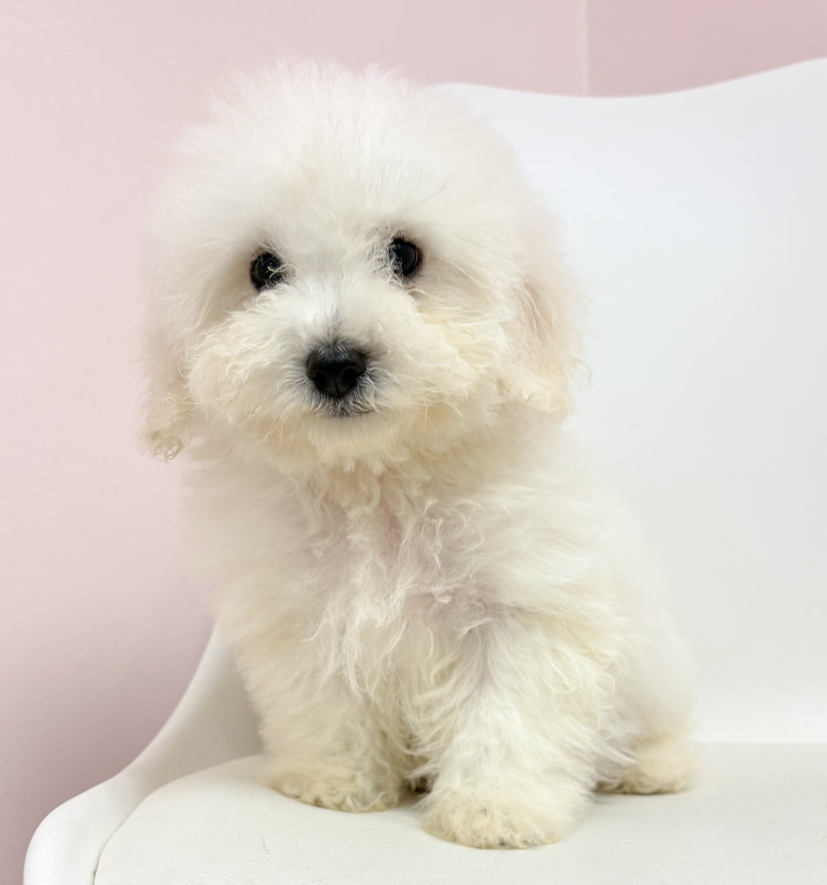Beau- Male Bichon-poo