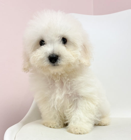 Beau- Male Bichon-poo