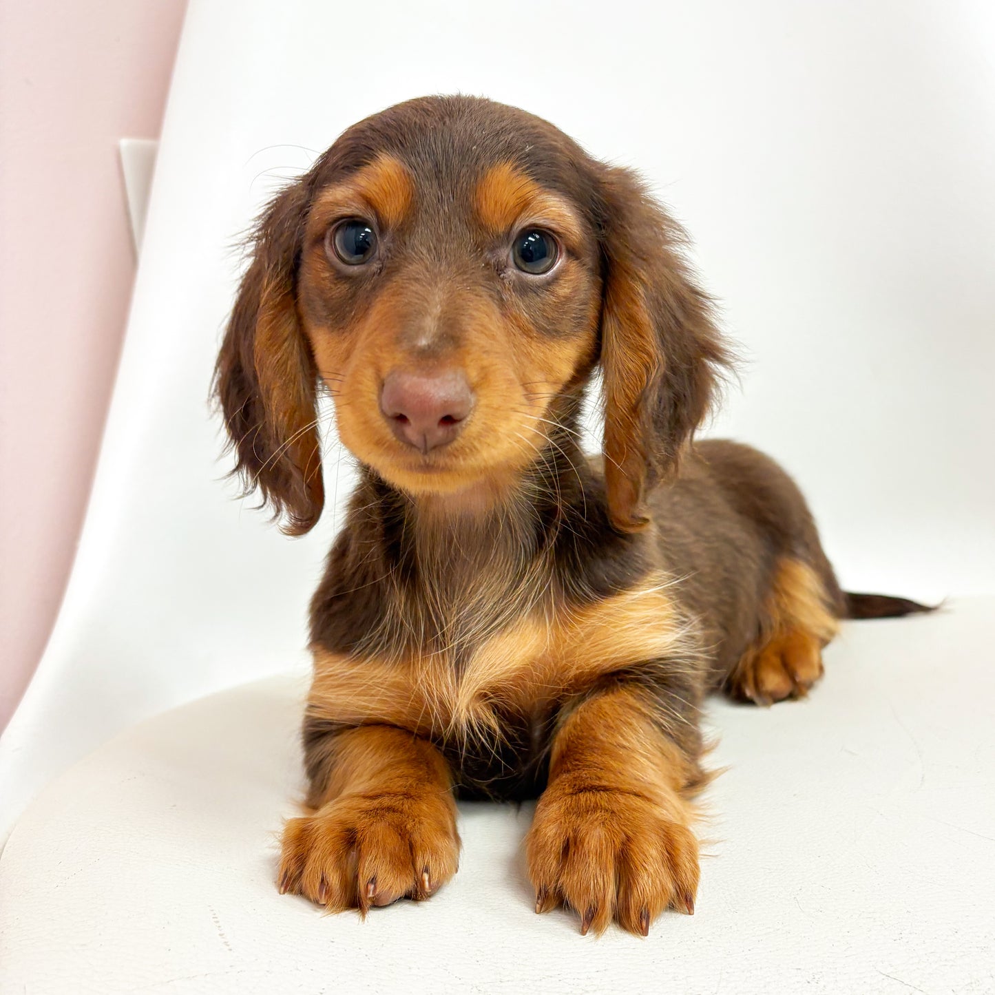 Mocha - Female Mini Dachshund