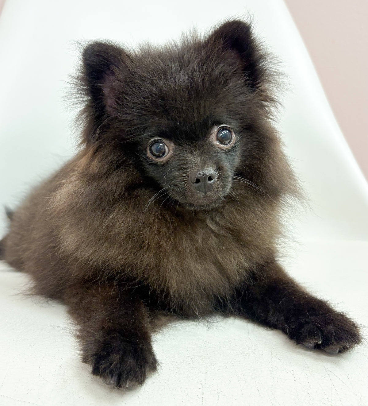 Denver- Male Pomeranian