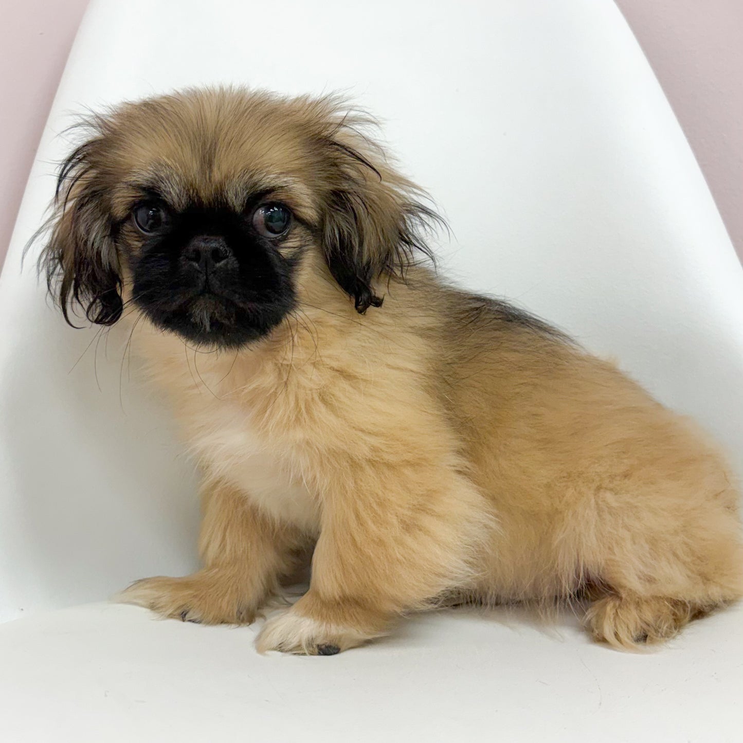Fez-Male Pekingese