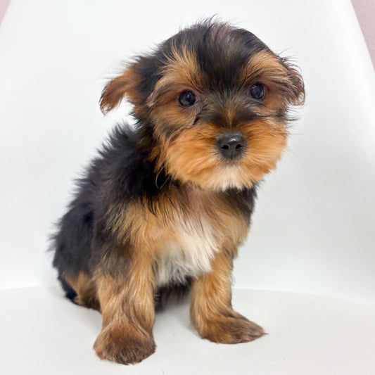 Jackson-Male Yorkie