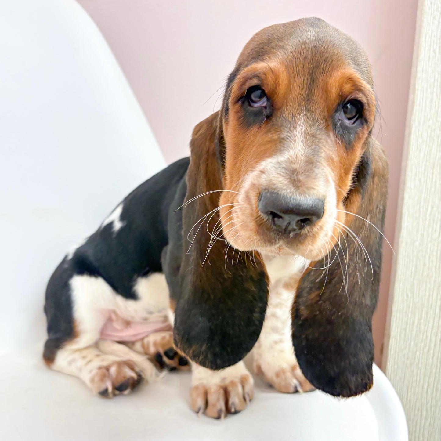 Jethro- Male Basset Hound