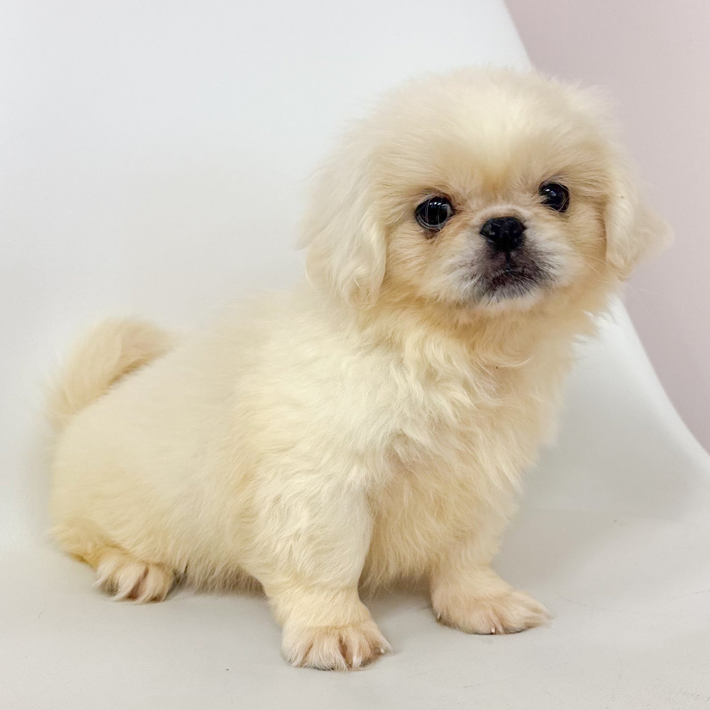 Archie- Male Pekingese