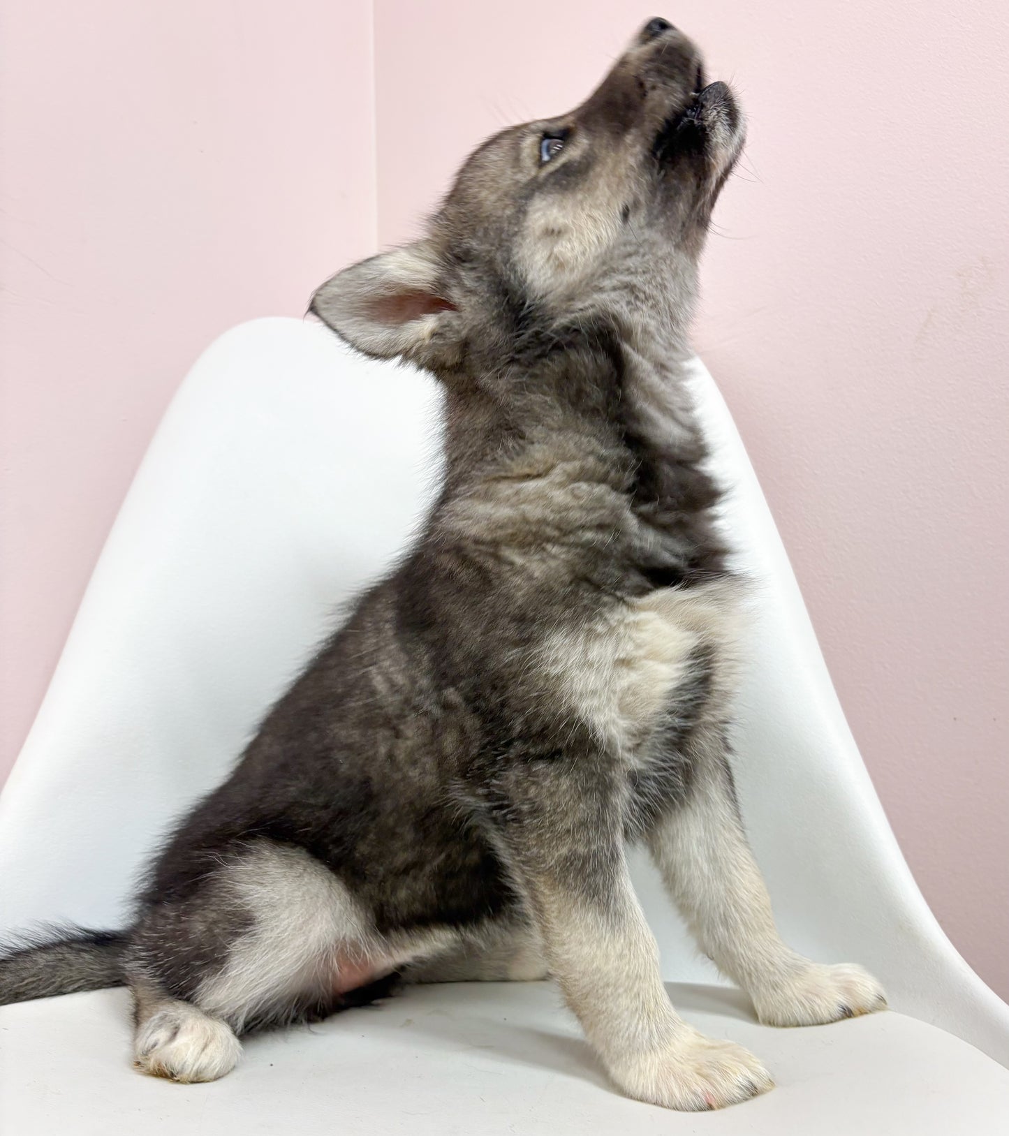 Bianca- Female Siberian Husky