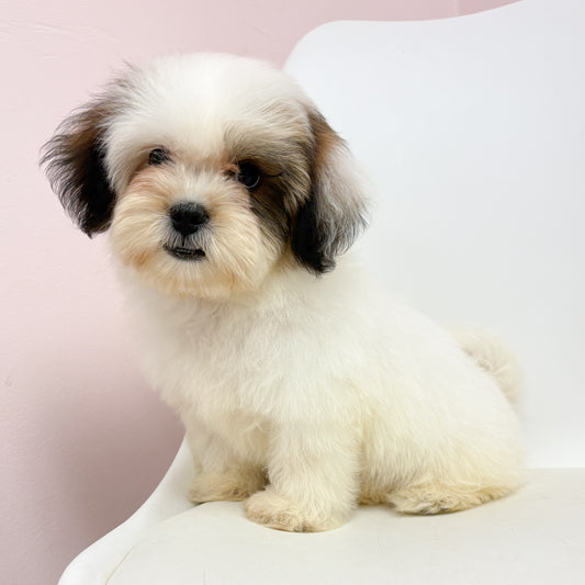 Toby- Male Teddy Bear