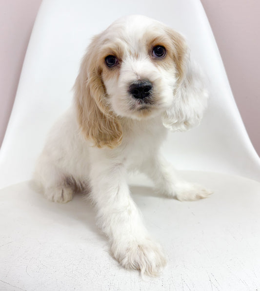 Chance-Male Cocker Spaniel