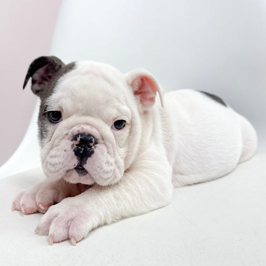 Paisley- Female English Bulldog