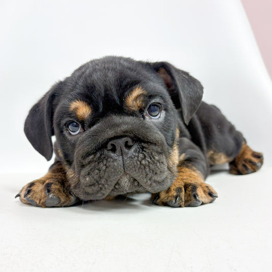 Buck- Male English Bulldog
