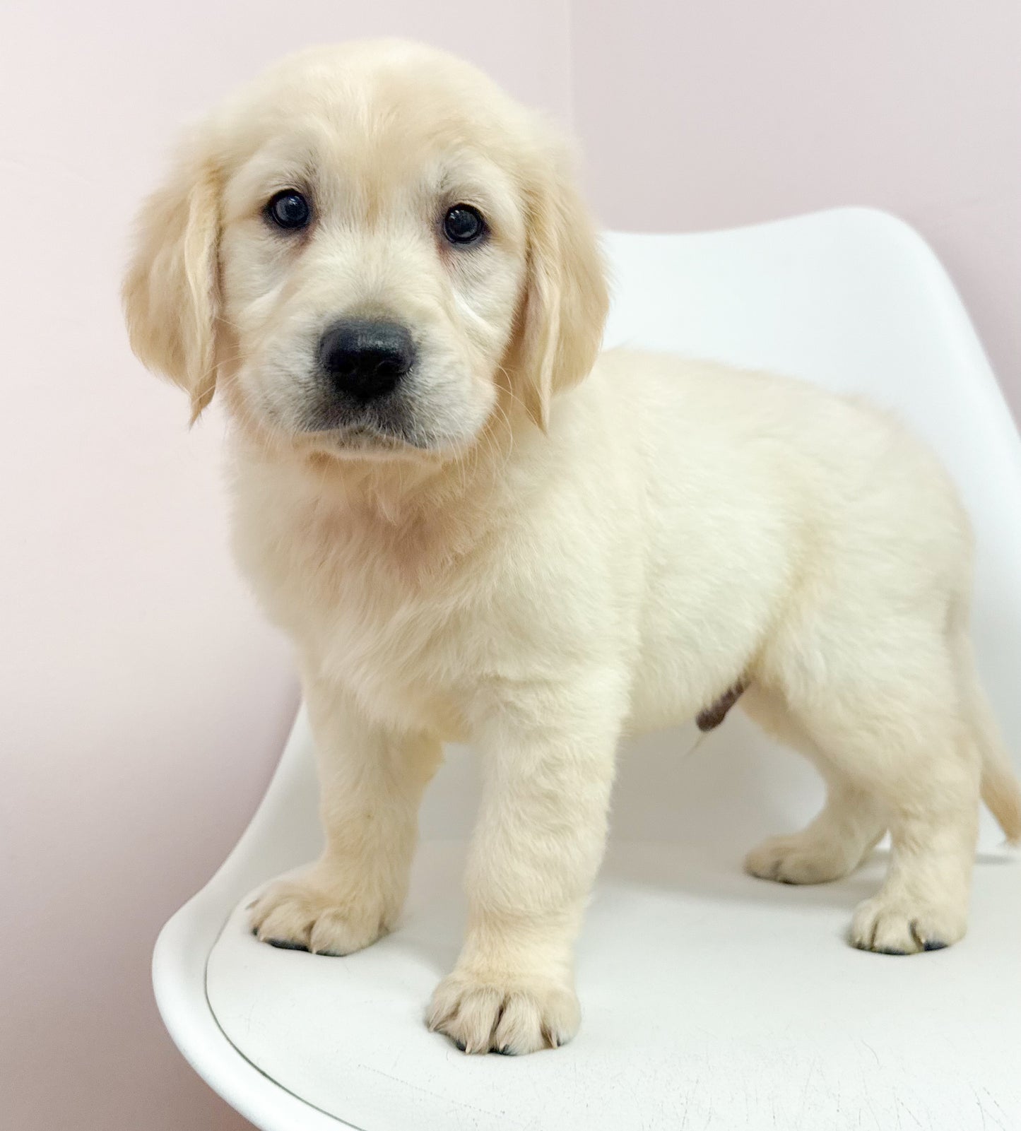 Bennett-Male Golden Retriever