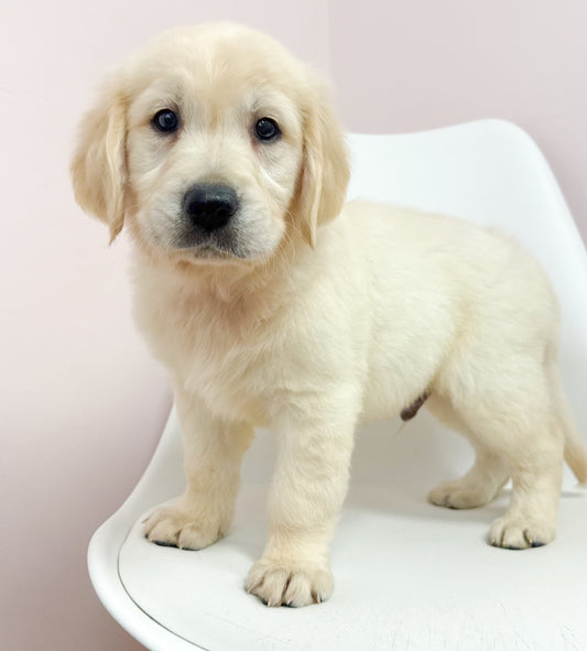 Bennett-Male Golden Retriever
