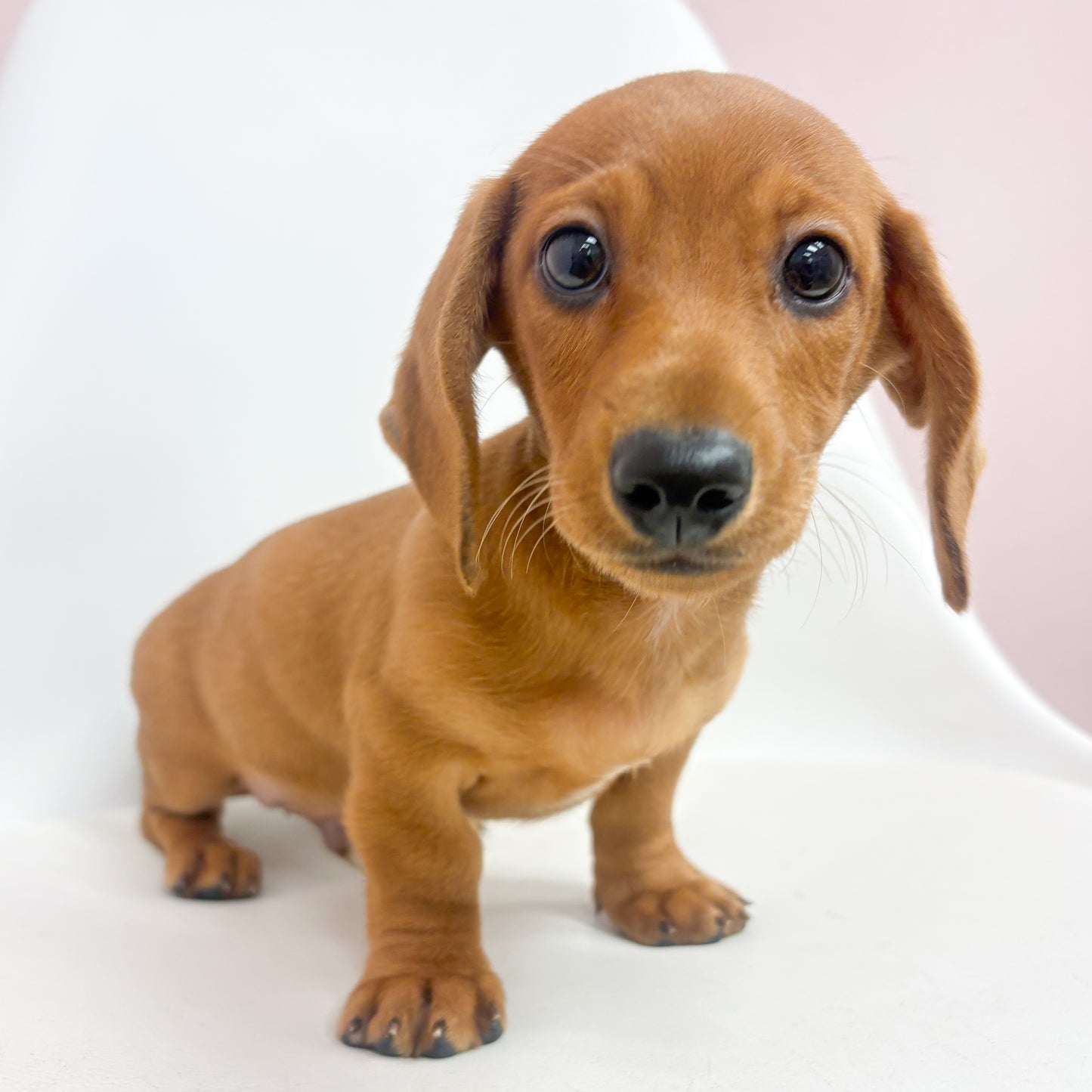 Oscar-Male Mini Dachshund