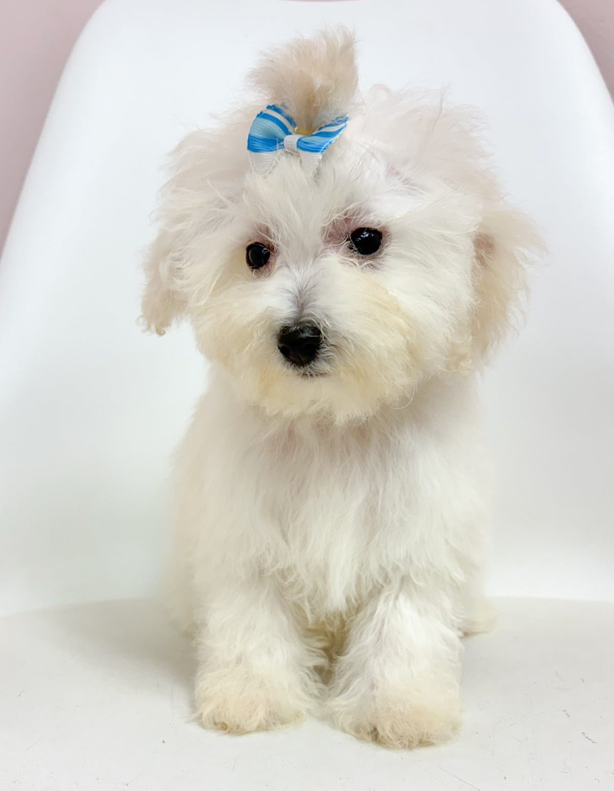 Honey- Female Bichon-poo