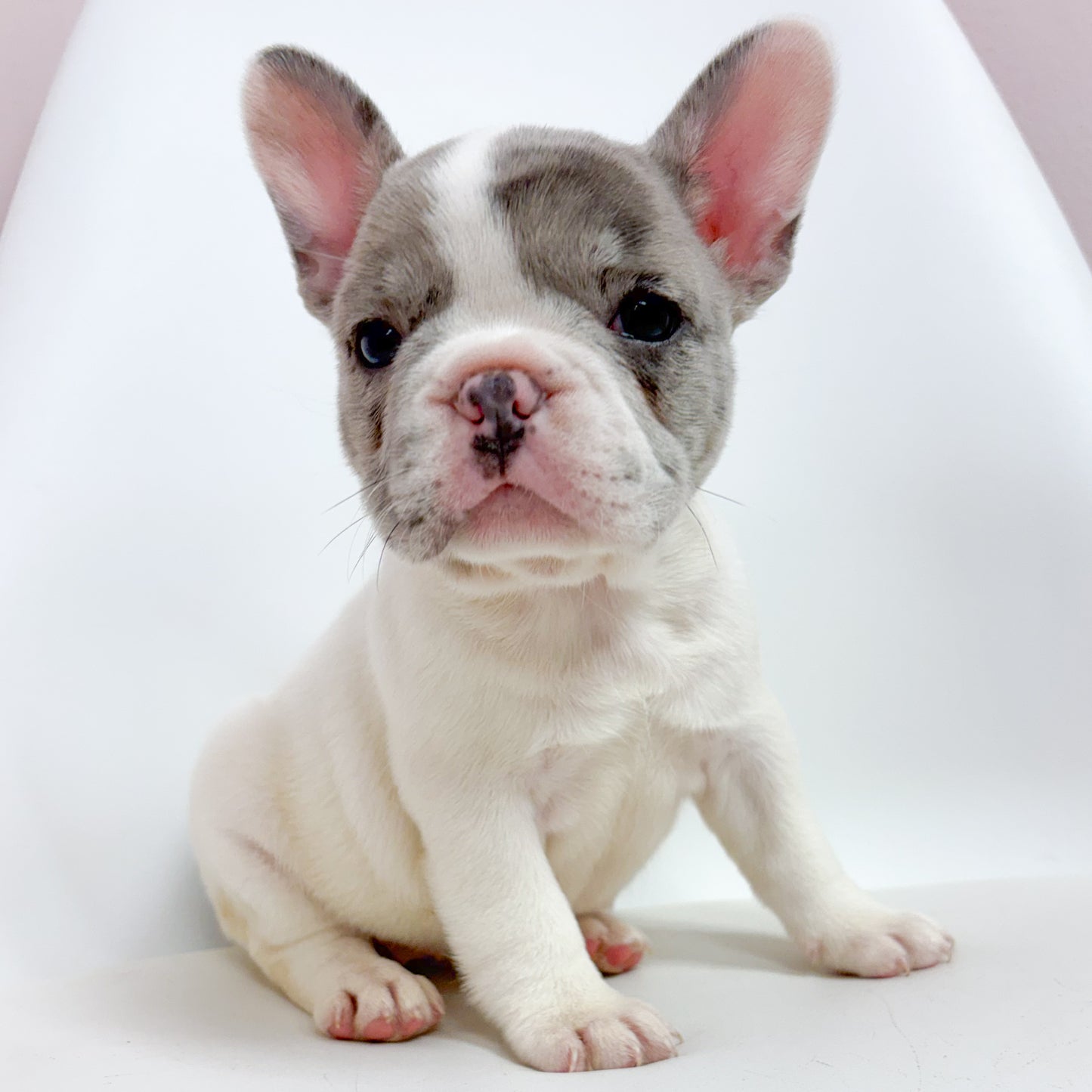 Athena- Female French Bulldog