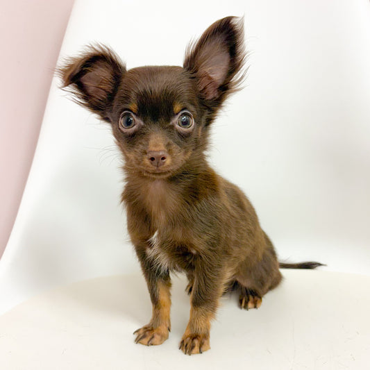 Cinnamon- Female Chihuahua