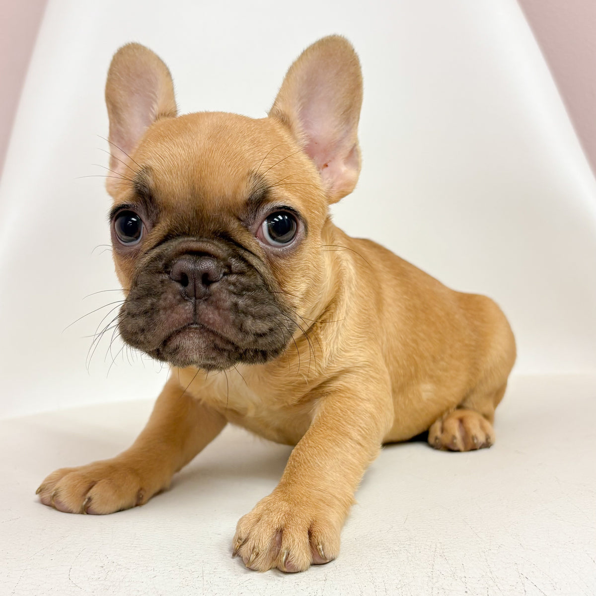Layla- Female French Bulldog