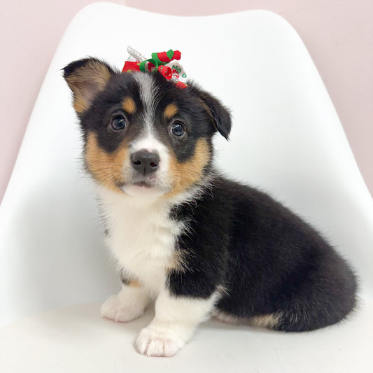 Penny- Female Pembroke Welsh Corgi