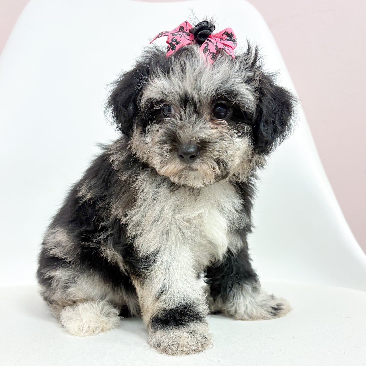 Jasmine- Female Mini Poodle