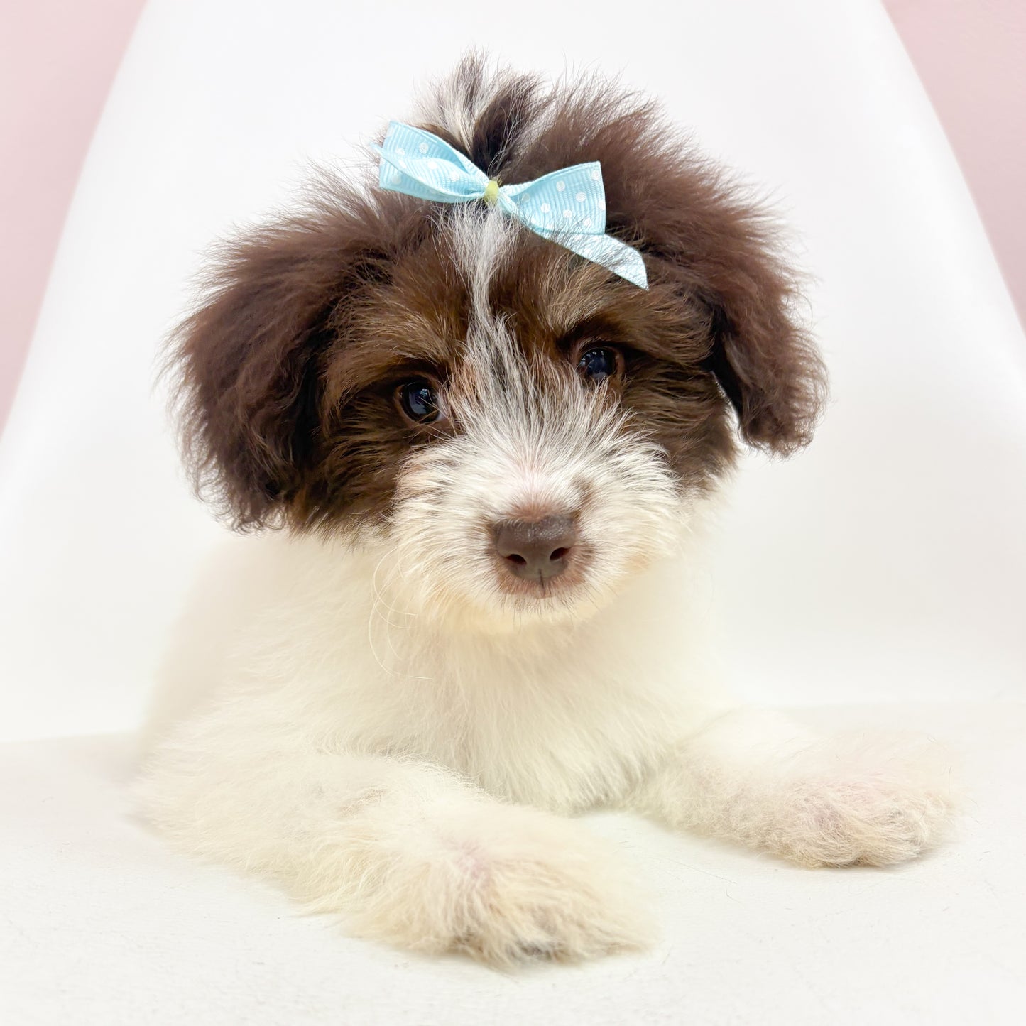 Millie- Female Toy Aussiepoo