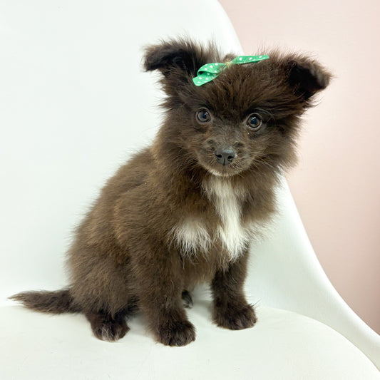 Fiona- Female Pomski