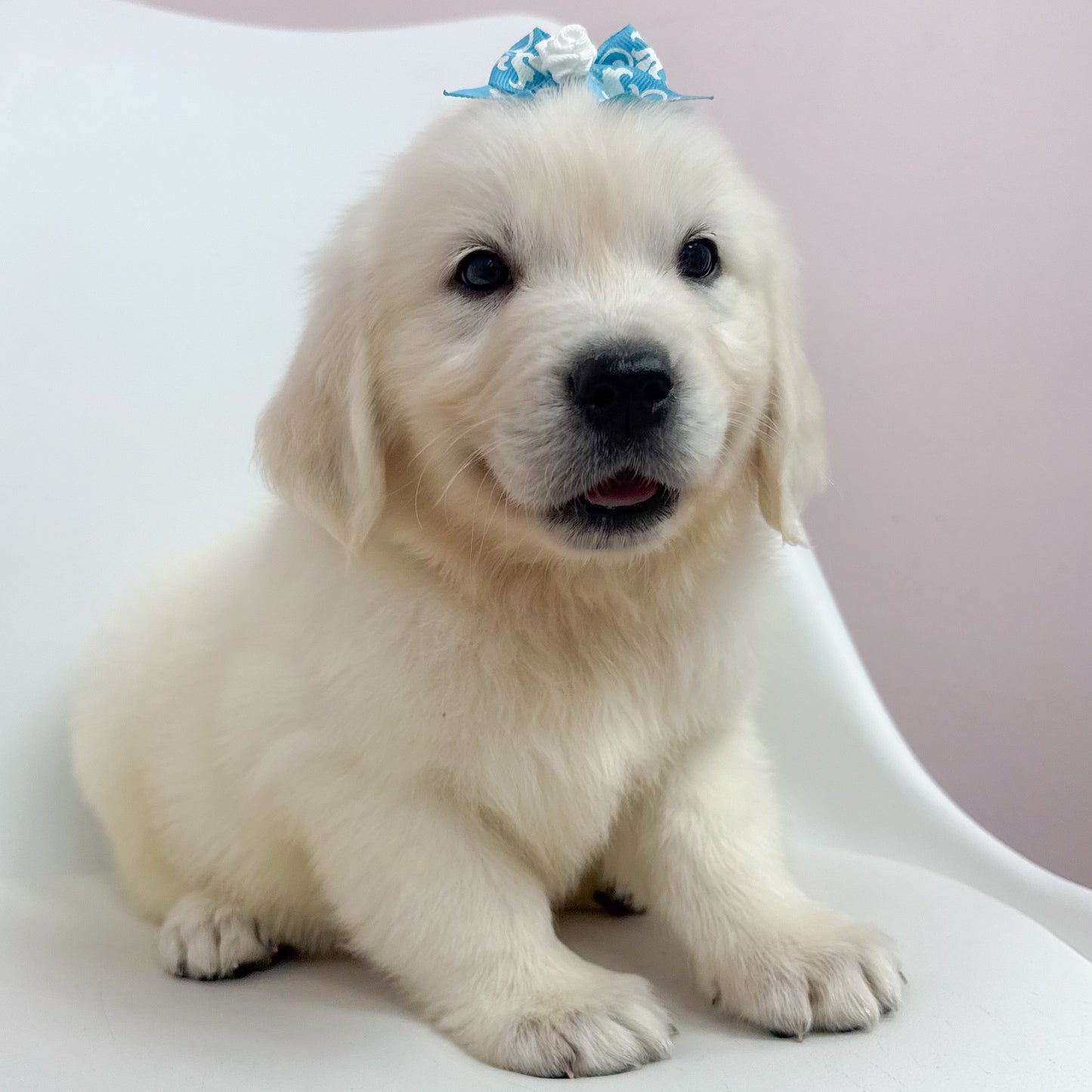 Dolly-Female Golden Retriever