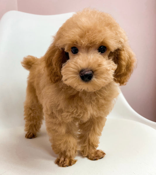 Ranger- Male Toy Poodle