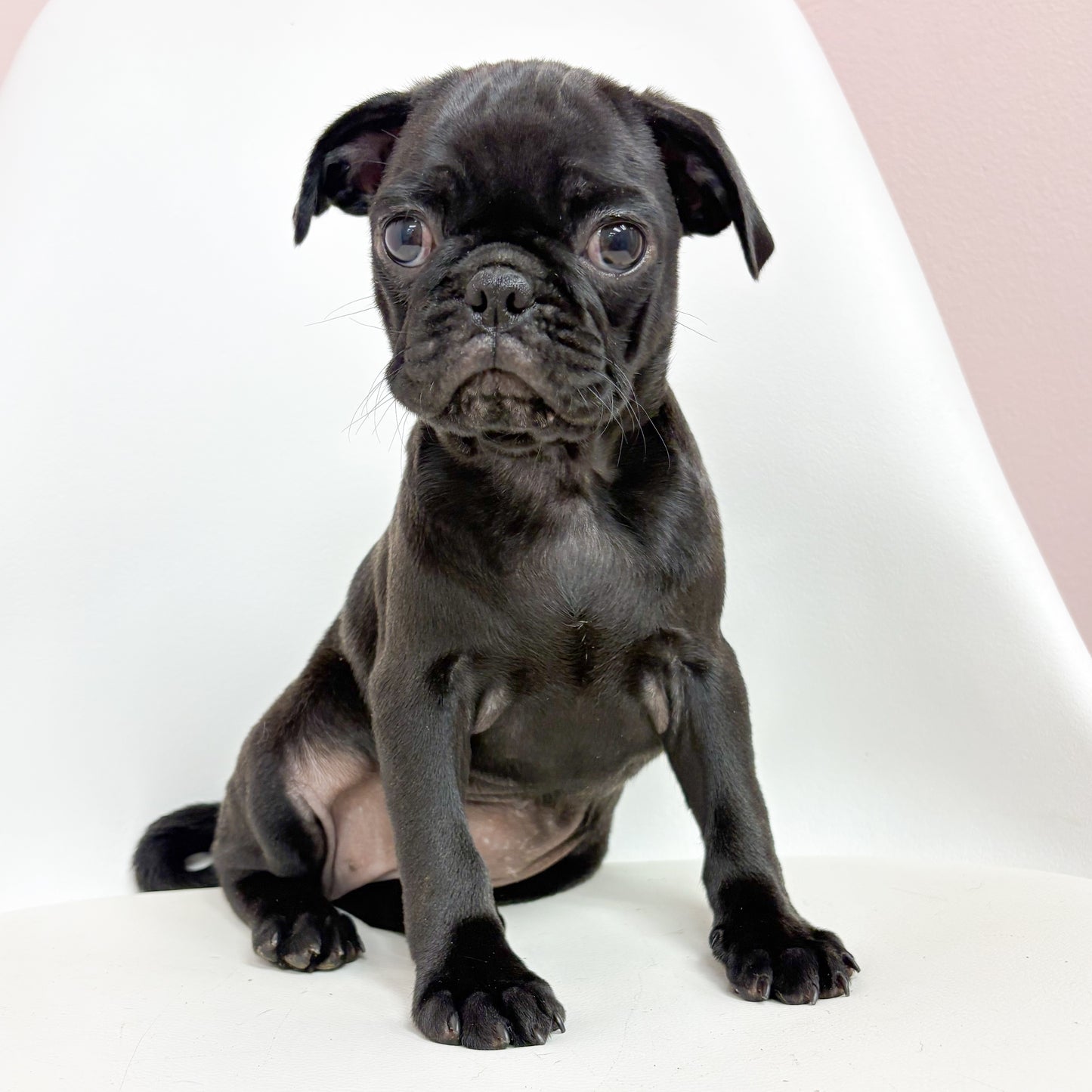 Petunia- Female Pug