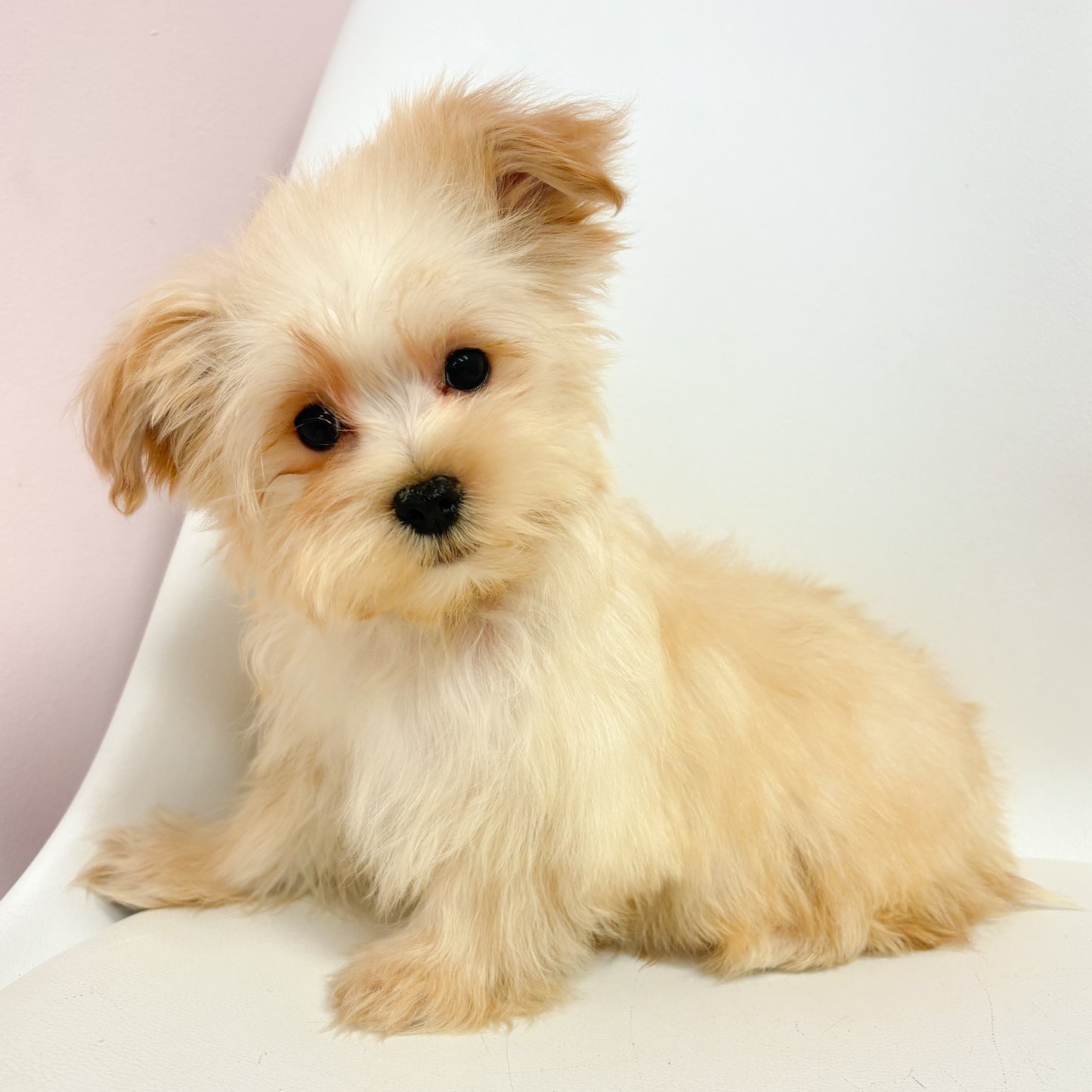 Ralphie - Male Morkie