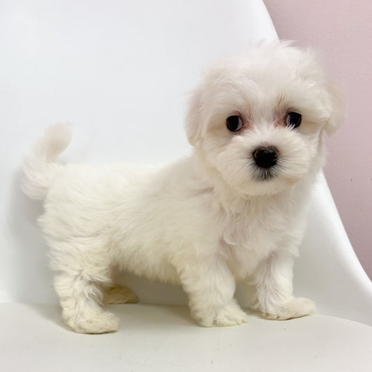 Simon-Male Maltese