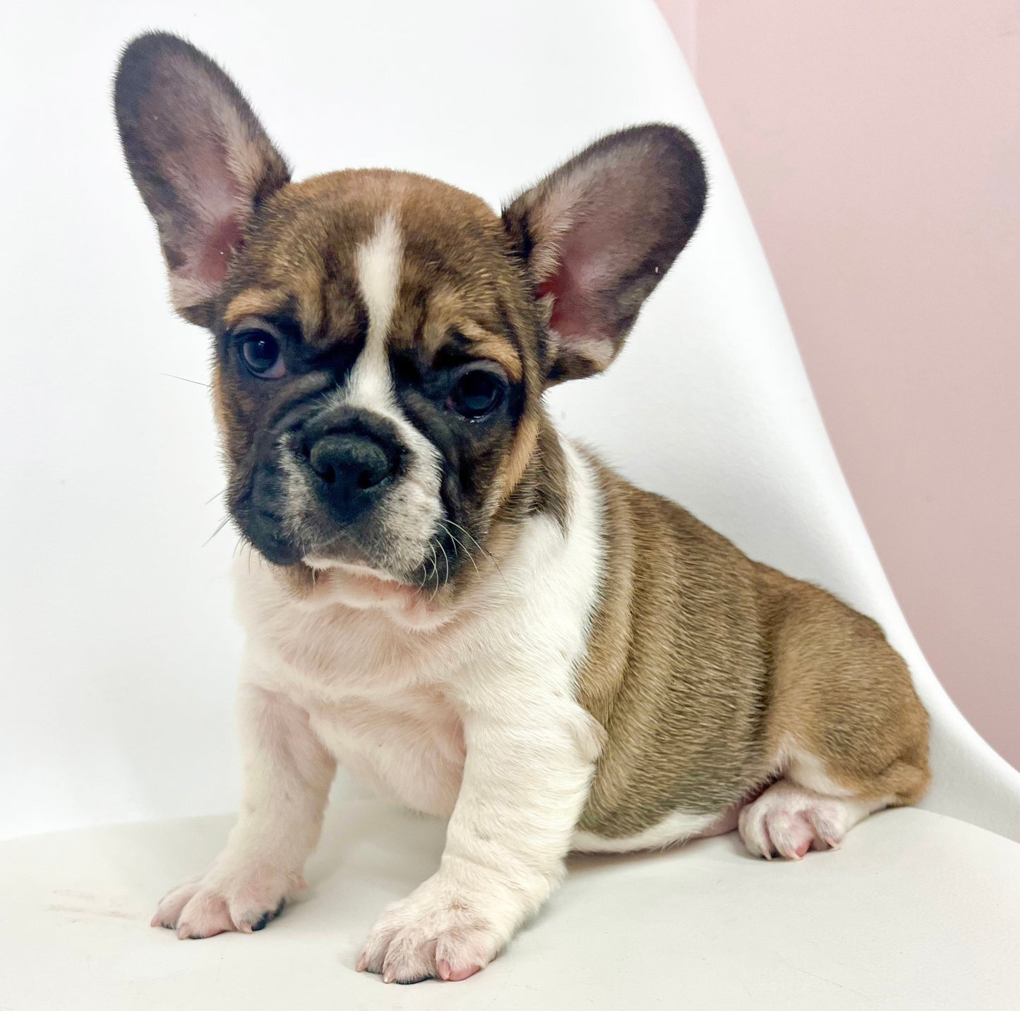 Brutus - Male French Bulldog