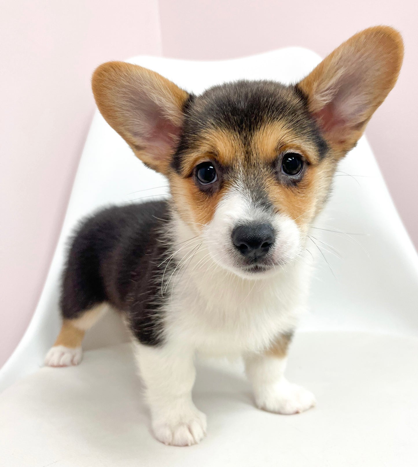 Christopher- Male Corgi