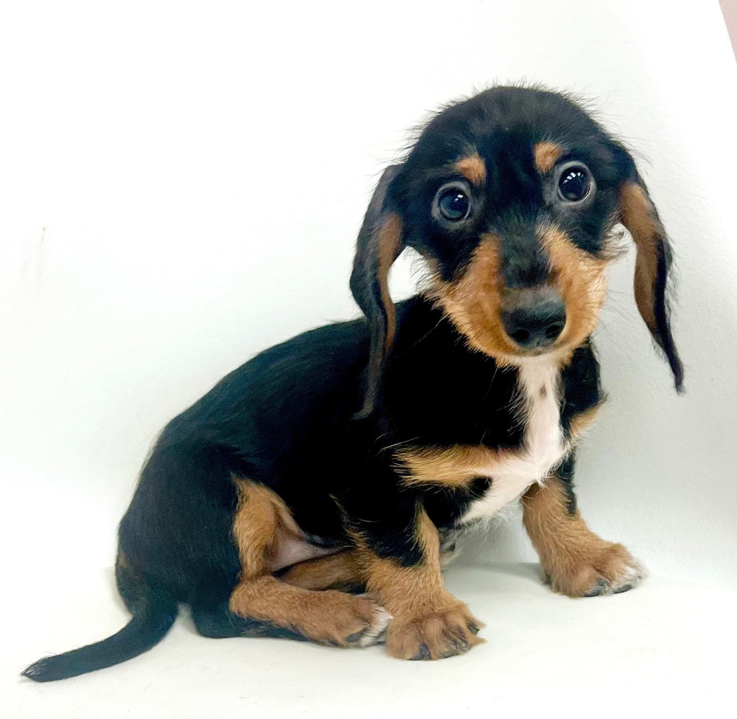 Joy - Female Mini Dachshund