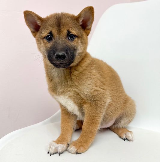 Timber- Male Shiba Inu