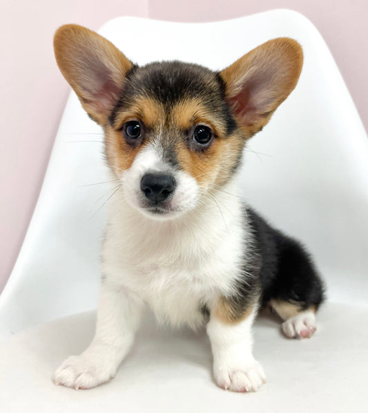 Christopher- Male Corgi