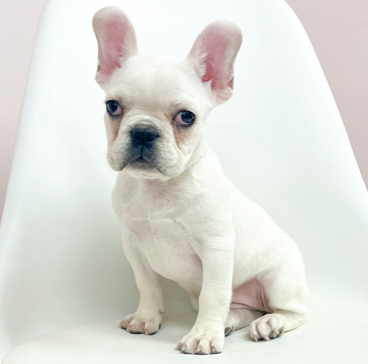 Daphne- Female French Bulldog