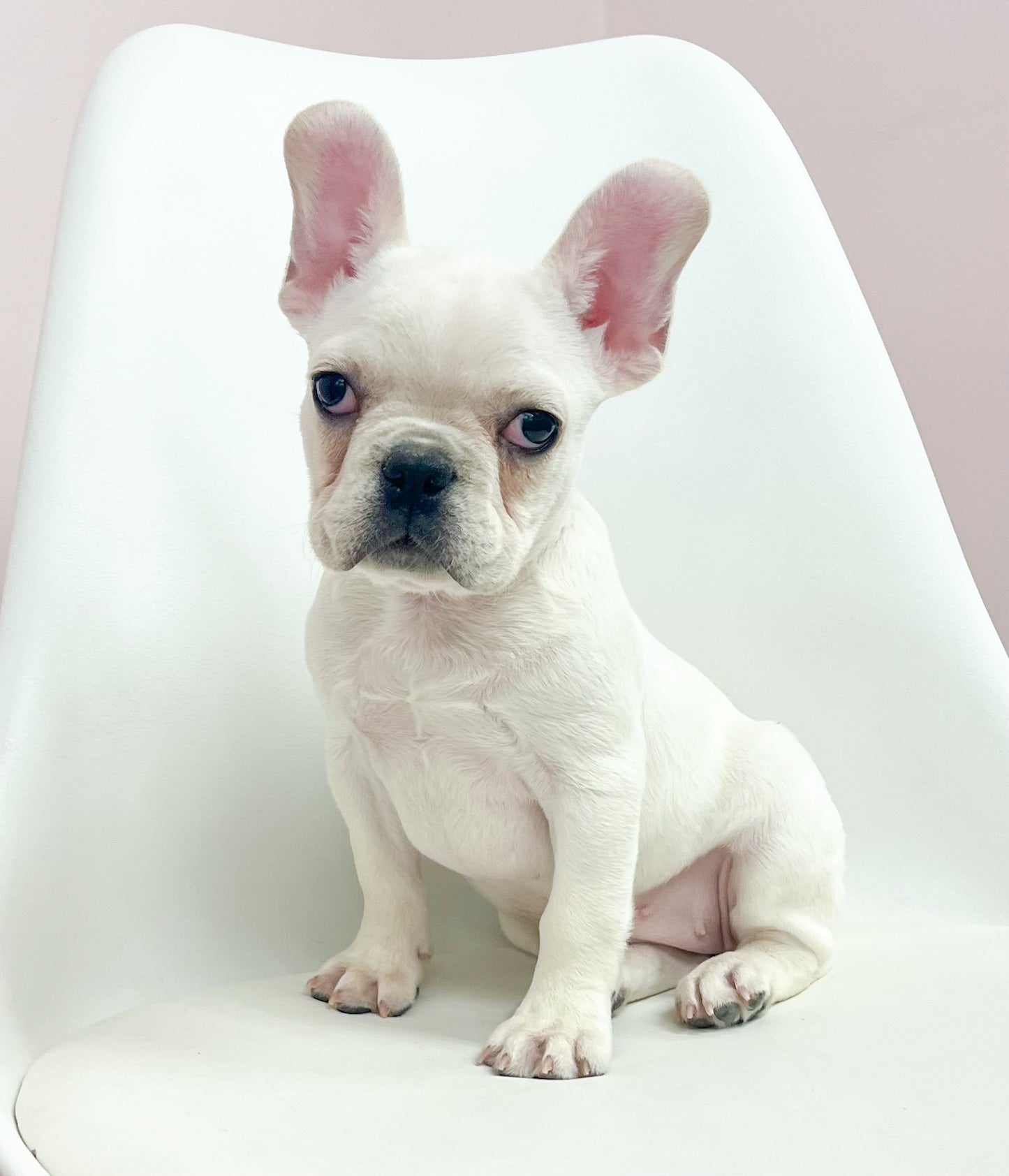 Daphne- Female French Bulldog